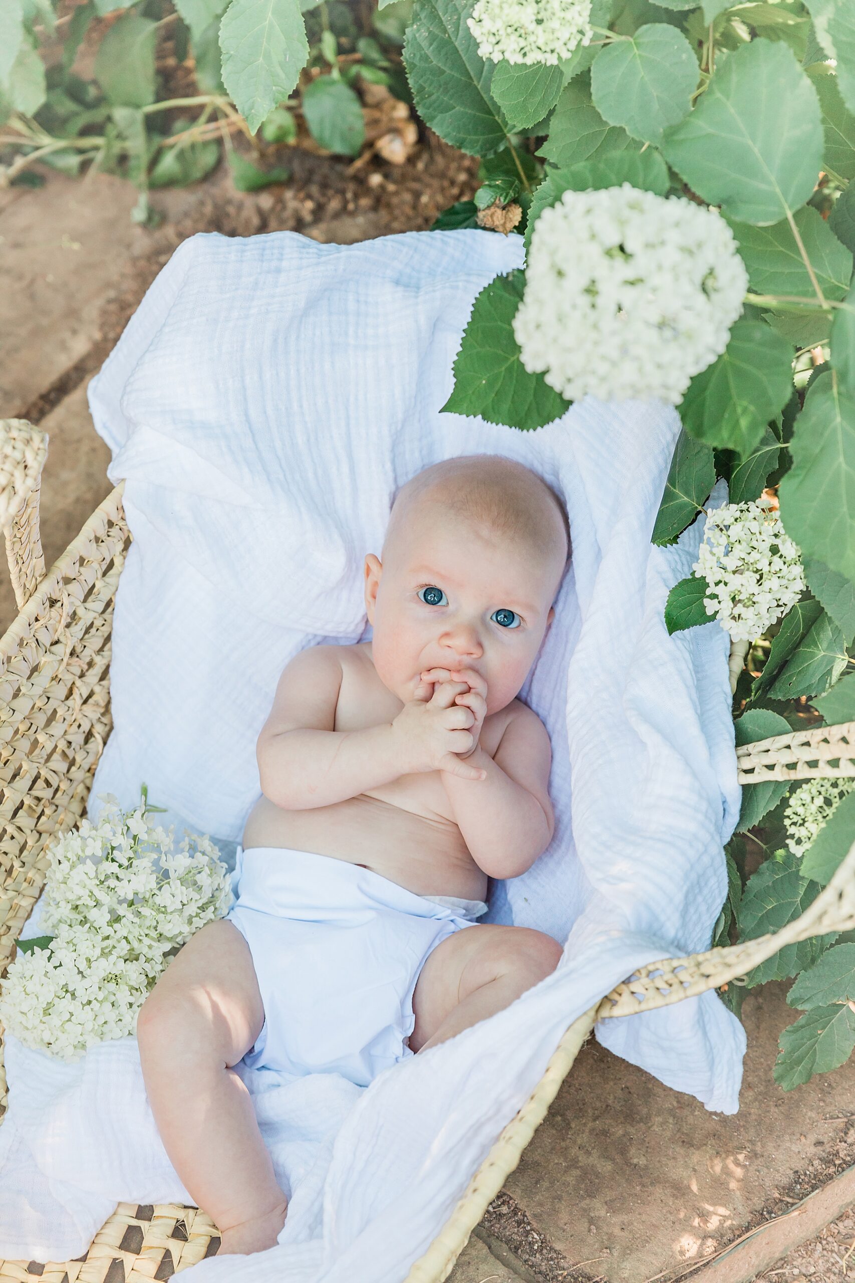 baby boy in basket of hydrangeas